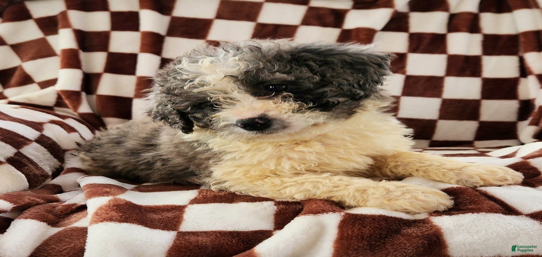 Gallery Image {{count}}