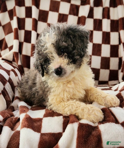 Gallery Image {{count}}