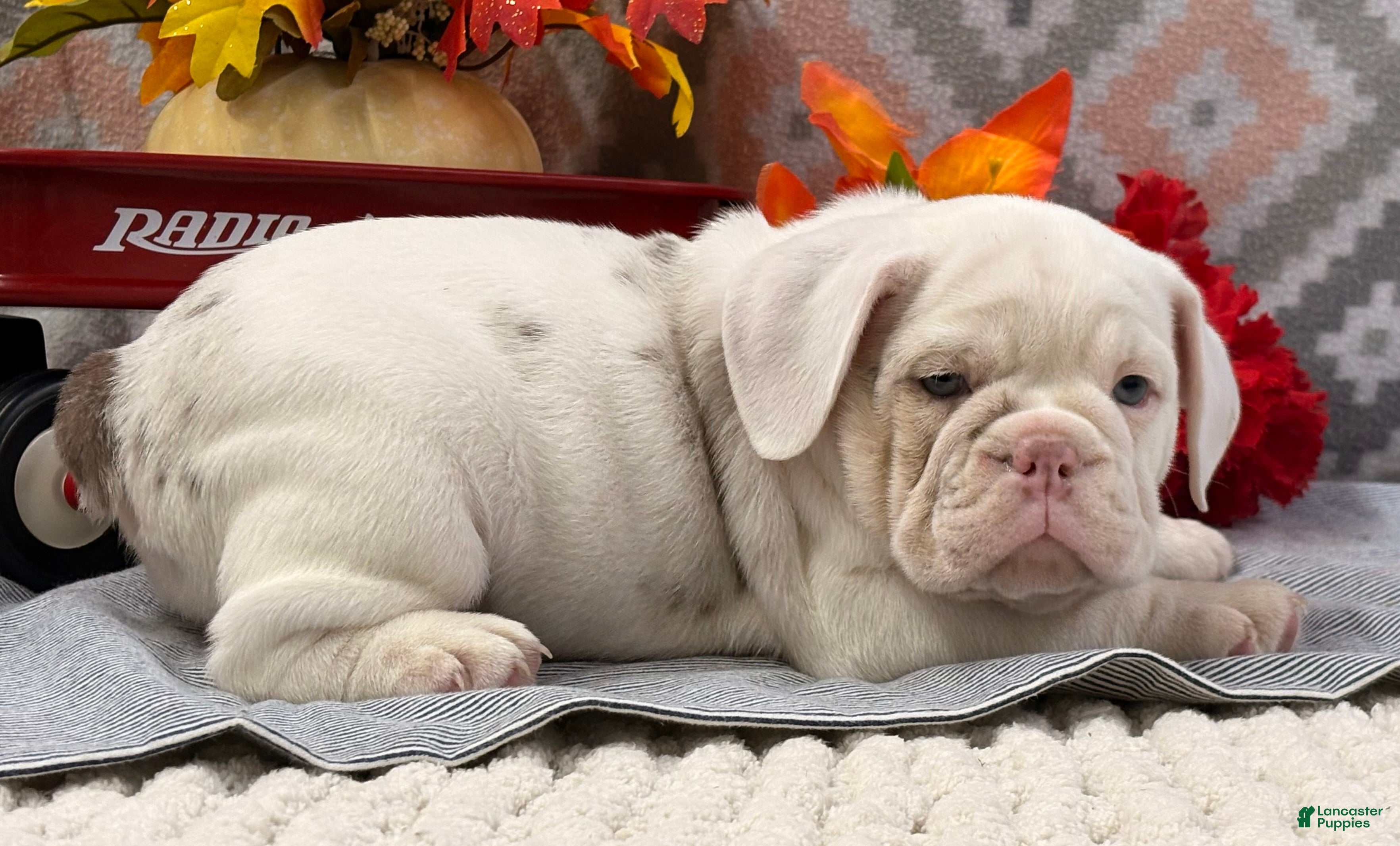 English Bulldog dogs Natalie - Ad 29