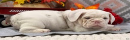 English Bulldog dogs for sale: Natalie - Ad 1