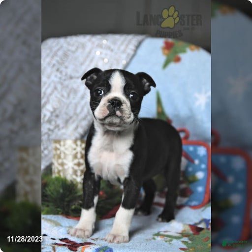 Gallery Image {{count}}