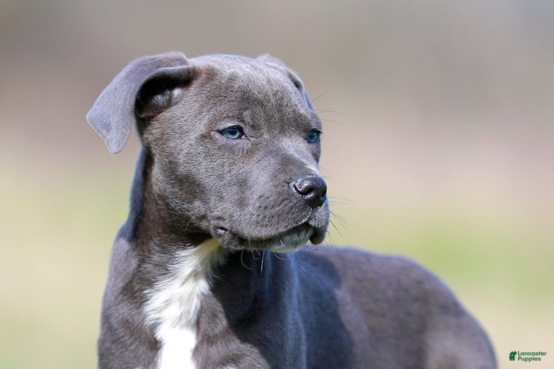 Mixed Breed dogs JayJay - Blue European Doberdane BLUE! - Ad 1