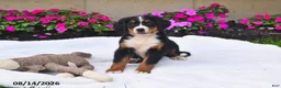 Bernese Mountain Dog dogs for sale: Kallia - Ad 5