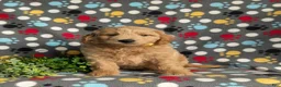 Mini Goldendoodle dogs for sale: Tucker Hypoallergenic - Ad 3