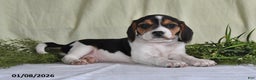 Beagle dogs for sale: Mindy - Ad 1