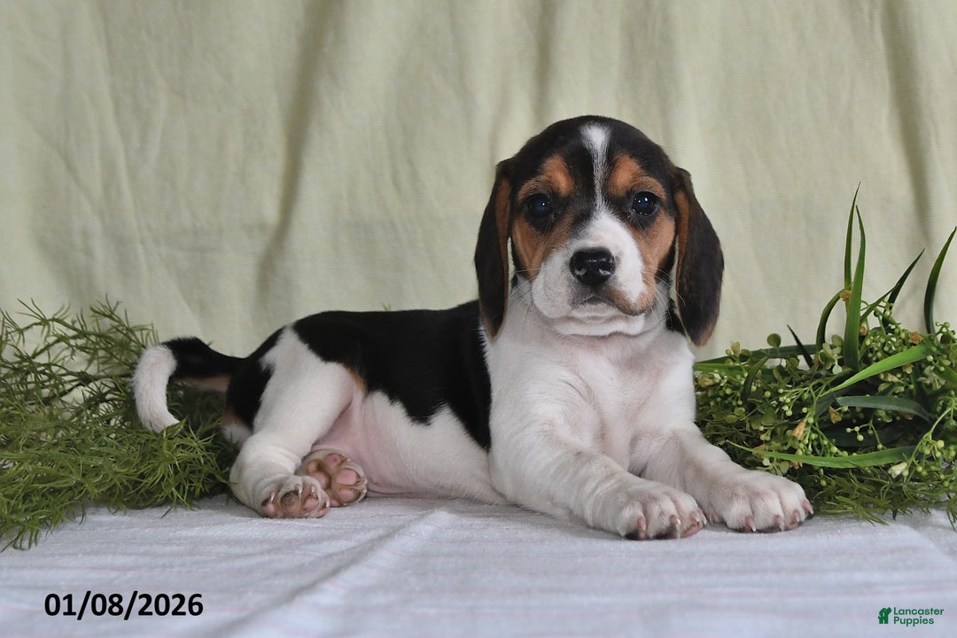 Beagle dogs for sale: Mindy - Ad 1