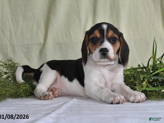 Beagle dogs Mindy - Ad 15
