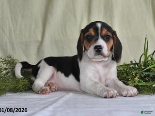Beagle dogs Mindy - Ad 11