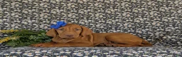 Vizsla dogs for sale: Amber - Ad 4