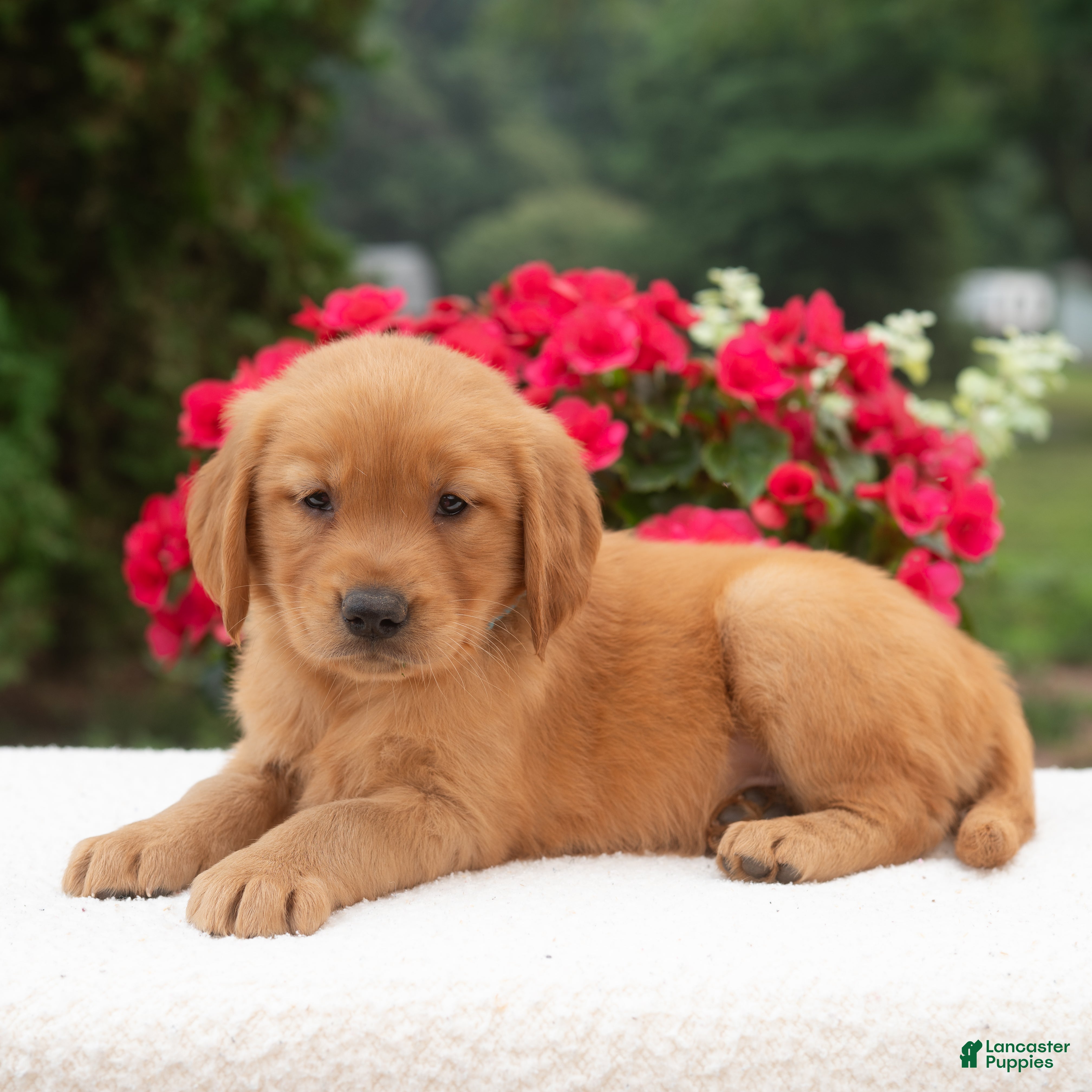 Golden Retriever dogs Kai  - Ad 2