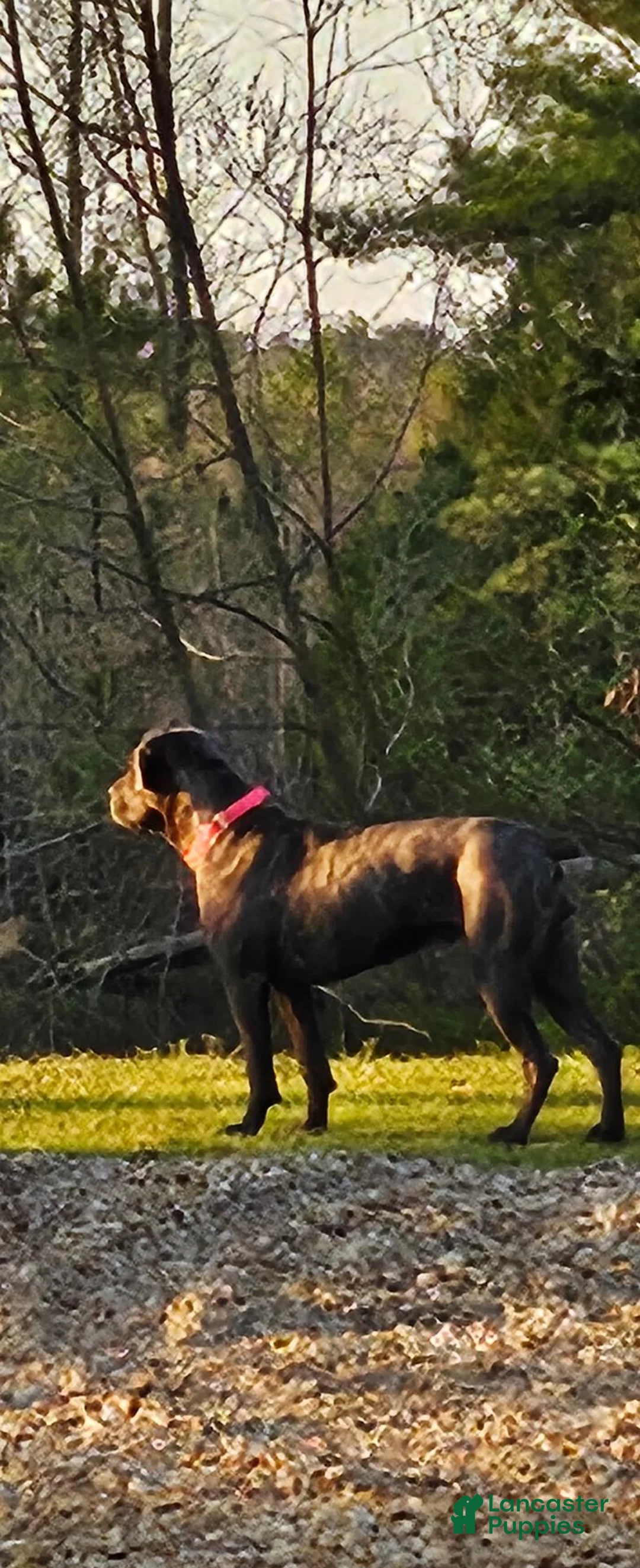 Cane Corso dogs for sale: Cane Corso 4 - Ad 2