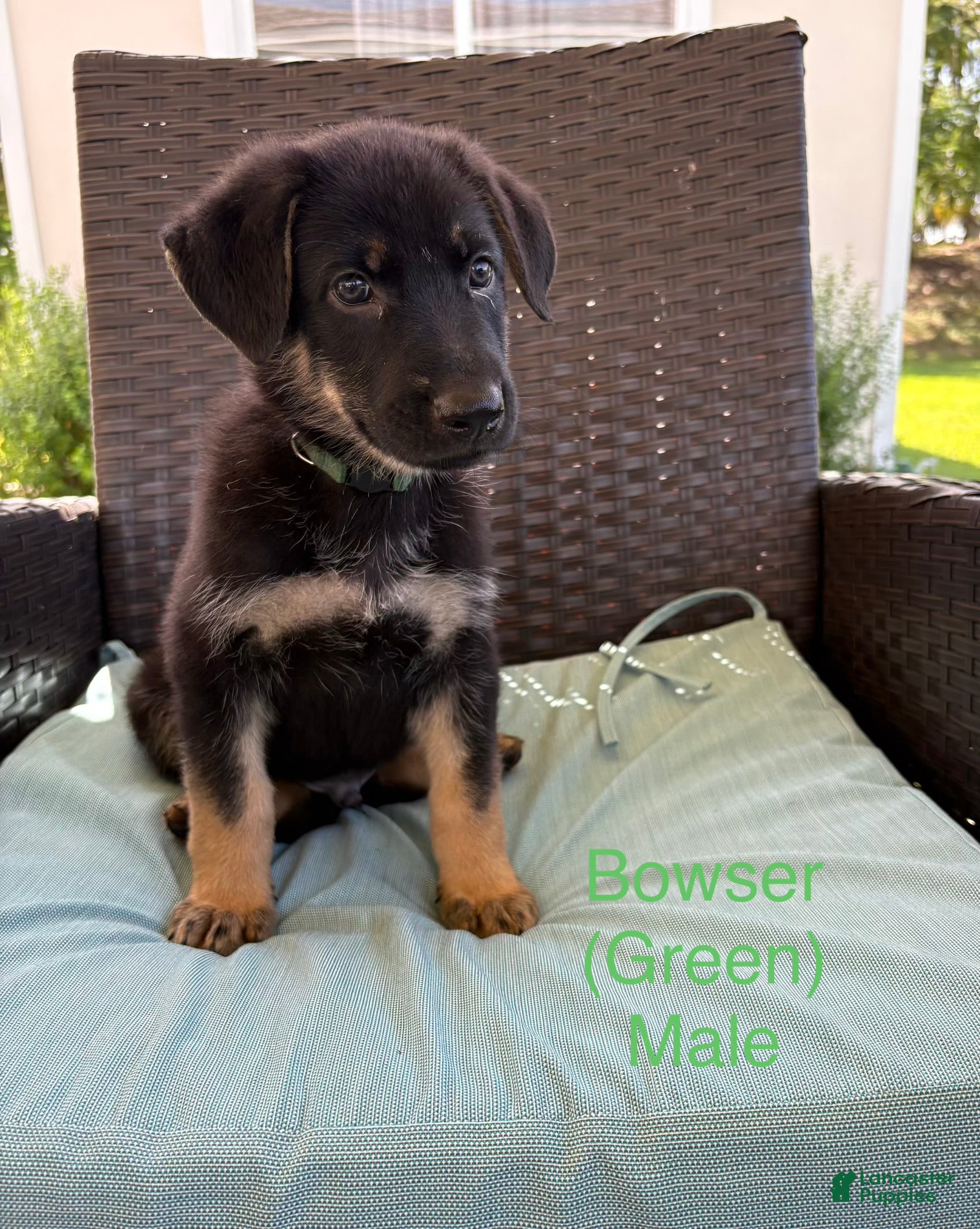 German Shepherd dogs for sale: Bowser - Ad 1