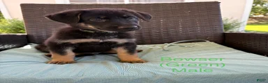 Bowser