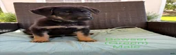 German Shepherd dogs for sale: Bowser - Ad 1