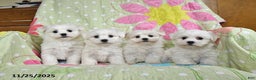 Maltese dogs for sale: Gordon - Ad 5