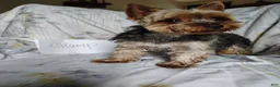 Yorkshire Terrier dogs for sale: Linus - Ad 6