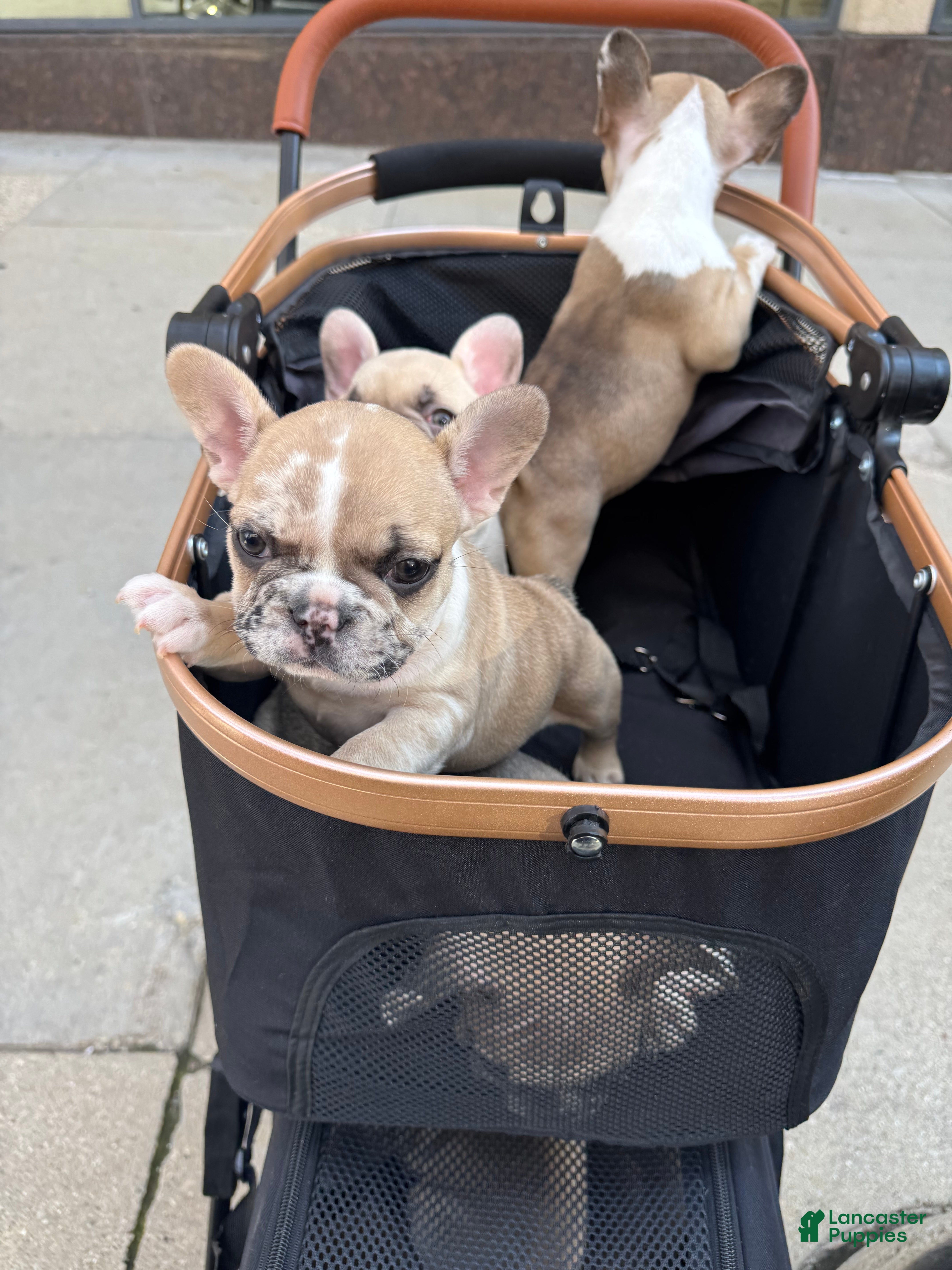 French Bulldog dogs French Bulldog 2 sweetie  - Ad 2