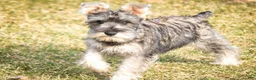Miniature Schnauzer dogs for sale: Maggie - Ad 4