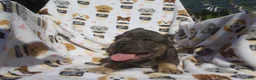 French Bulldog dogs for sale: French Bulldog 4 - Ad 4