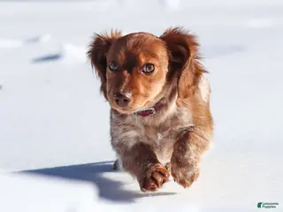 Dachshund dogs Hattie - Ad 31