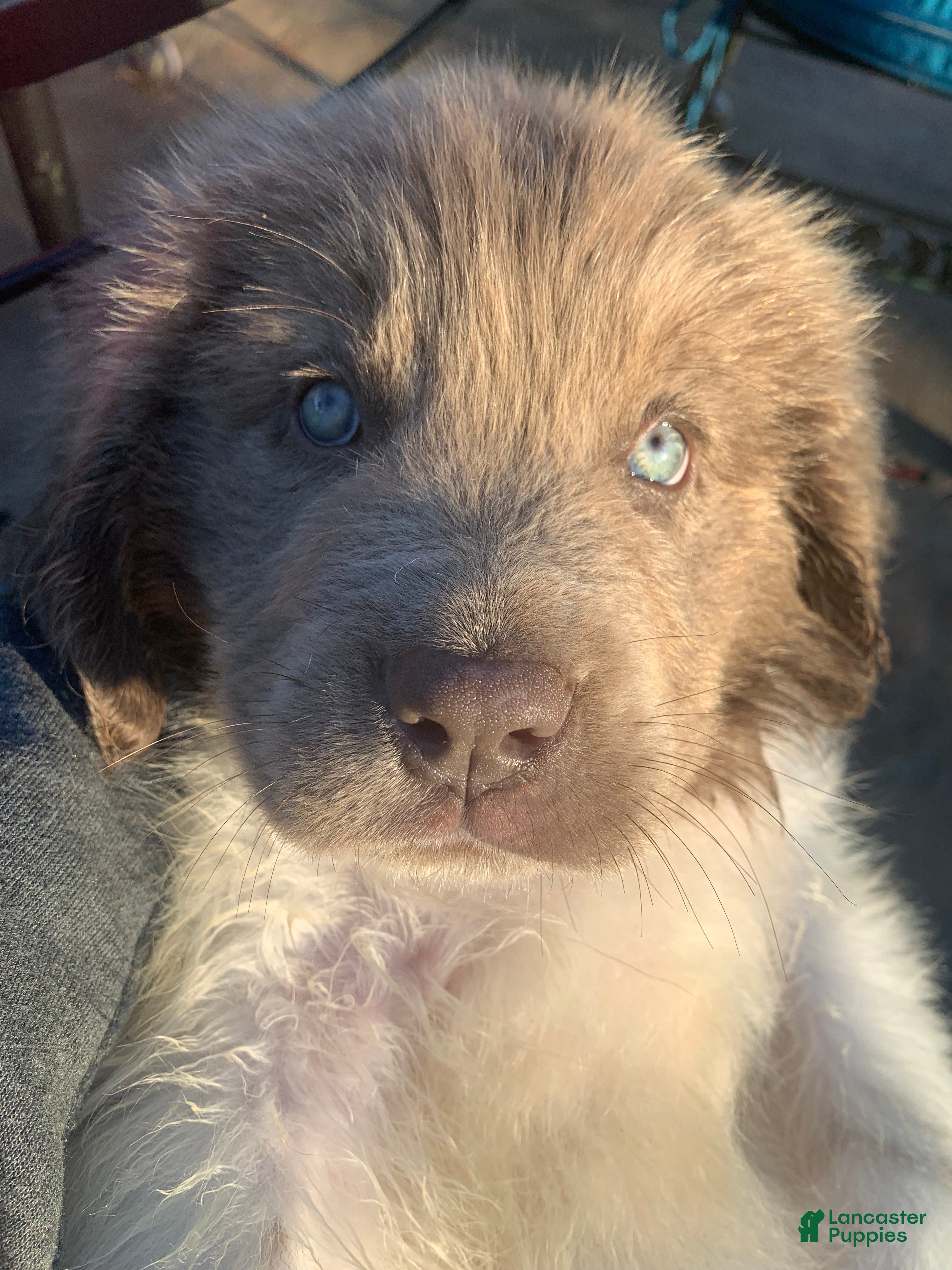 Newfoundland dogs Cindy - Ad 26