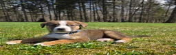 Mixed Breed dogs for sale: Mixed Breed Puppy 3 - Ad 4