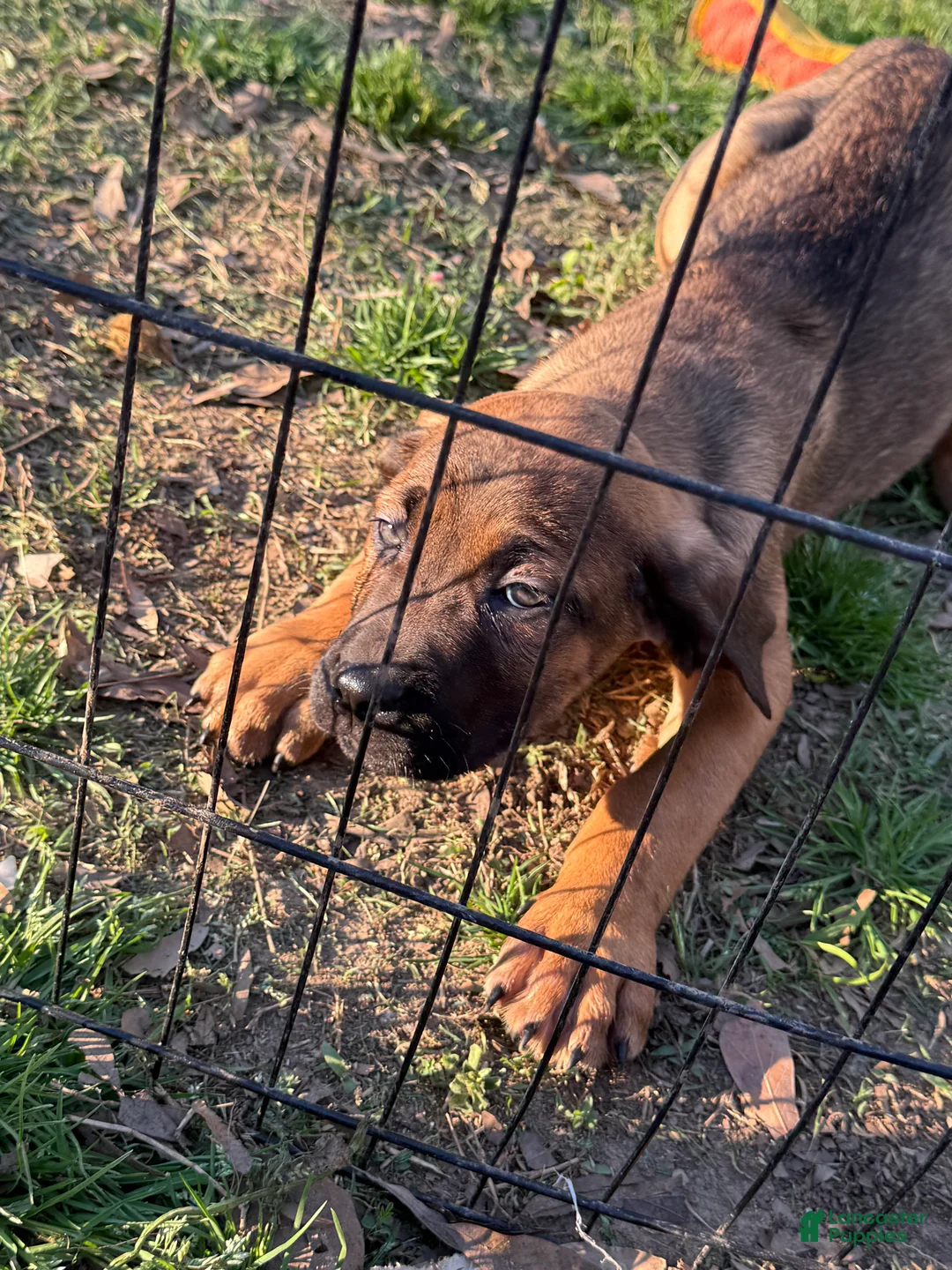 Cane Corso dogs for sale: Cane Corso Puppy 4 - Ad 1