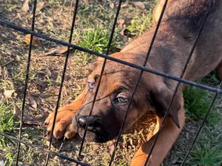 Cane Corso dogs Cane Corso Puppy 4 - Ad 5