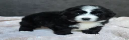Mini Bernedoodle dogs for sale: Mini Wilson - Ad 12