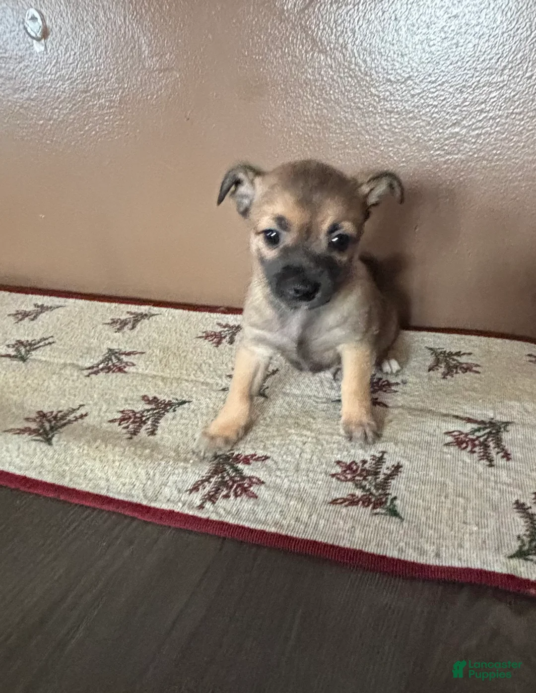 Chihuahua dogs for sale: Chihuahua Puppy 1 - Ad 11