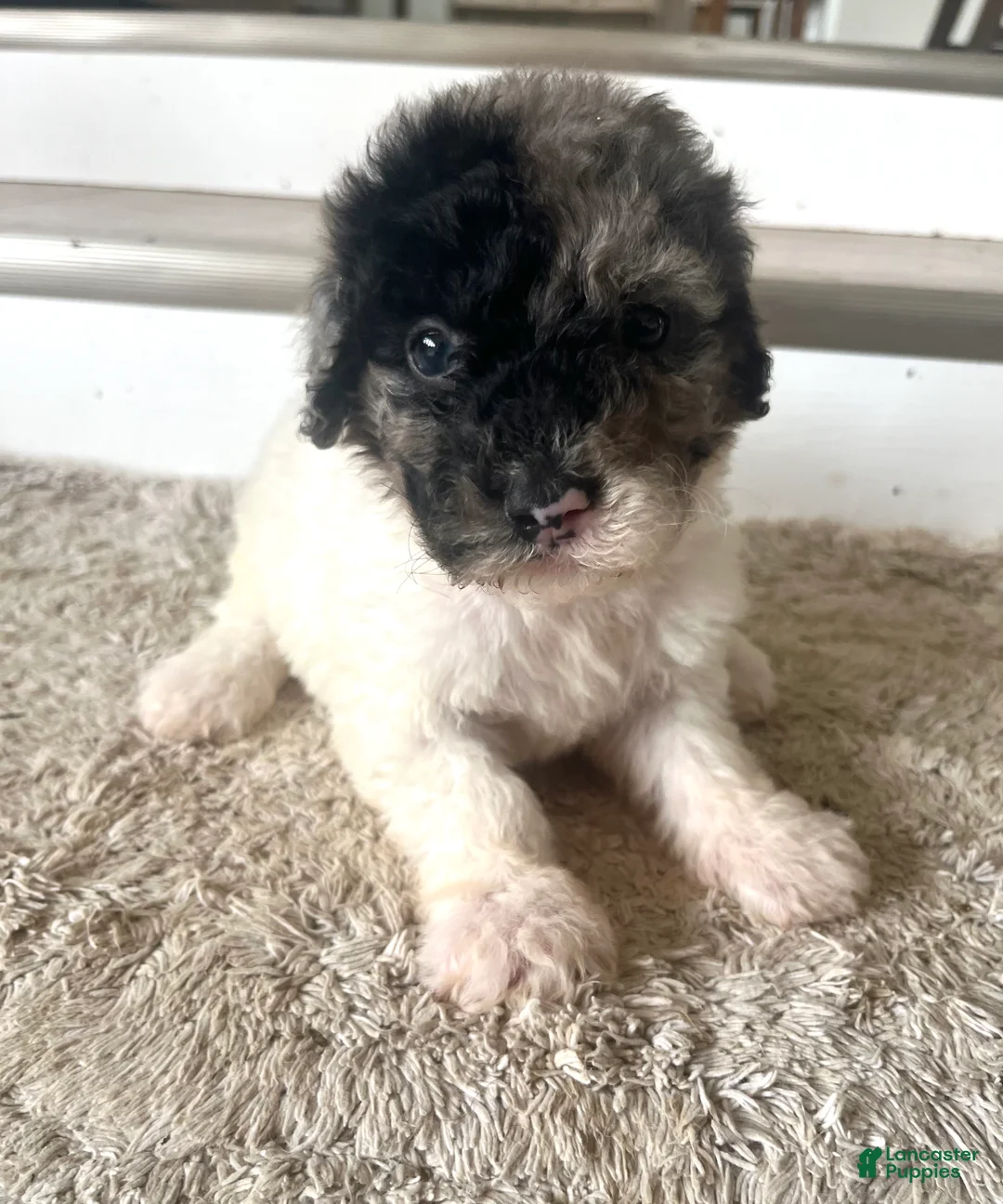 Mixed Breed dogs for sale: Sylvia - Ad 2