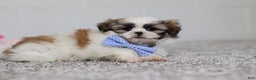 Shih Tzu dogs for sale: Milo - Ad 3