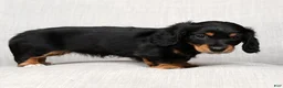 Miniature Dachshund dogs for sale: Ellie - Long Hair - Ad 8
