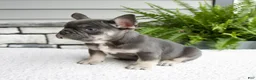 French Bulldog dogs for sale: Noah - Ad 5