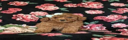Miniature Poodle dogs for sale: Sydney - Ad 2