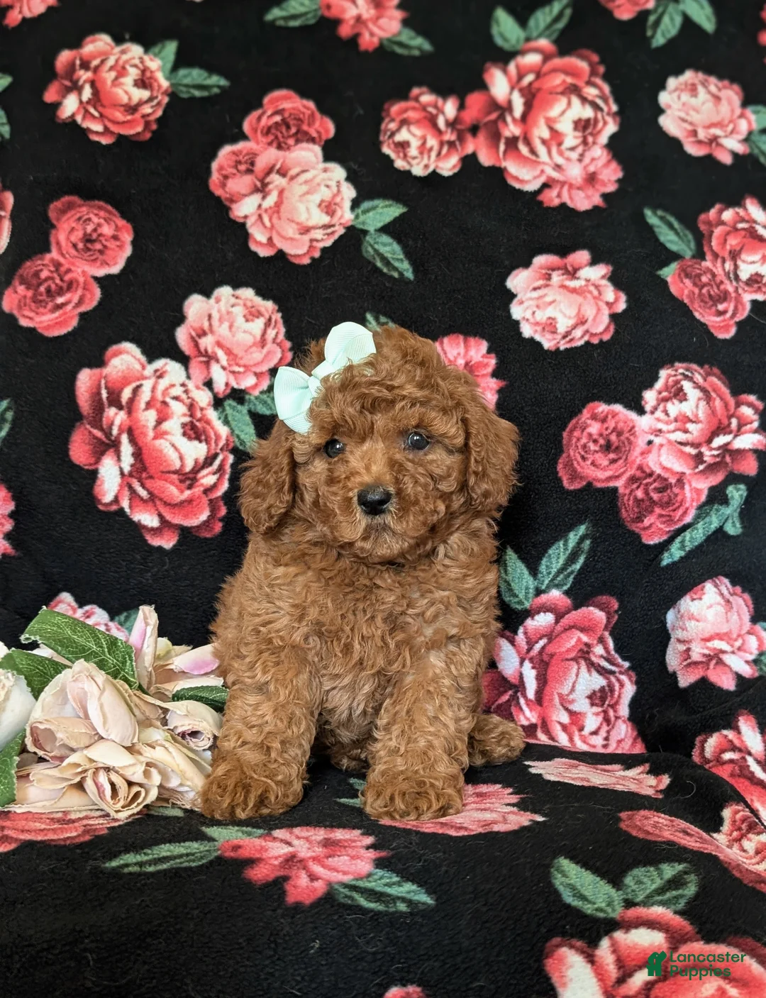 Miniature Poodle dogs for sale: Sydney - Ad 2