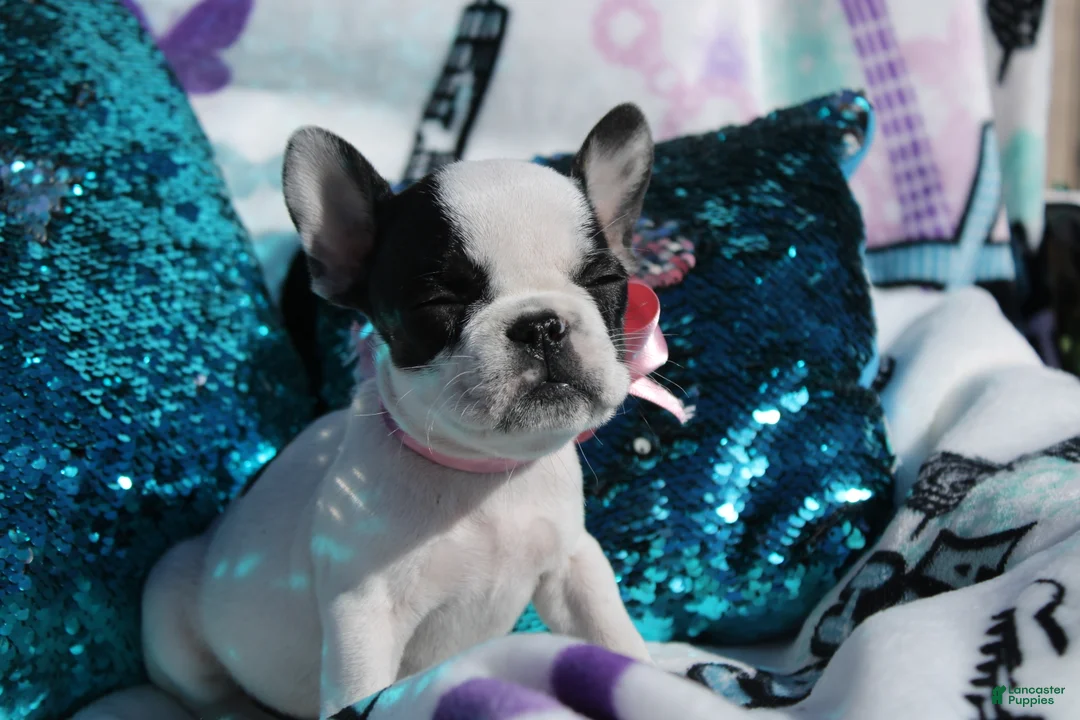French Bulldog dogs for sale: Miley - Ad 6
