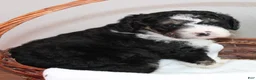 Bernedoodle dogs for sale: Bixley - Ad 5