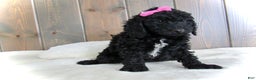 Mini Goldendoodle dogs for sale: Bella - Ad 2