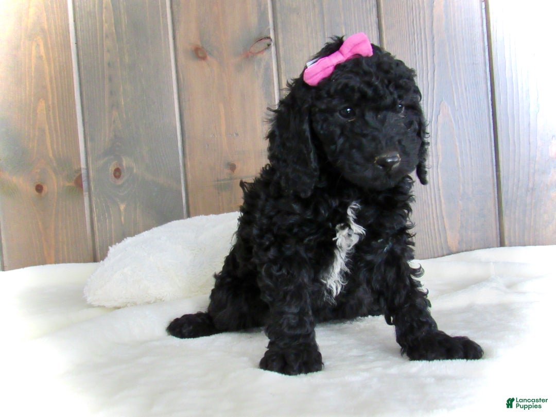 Mini Goldendoodle dogs for sale: Bella - Ad 2