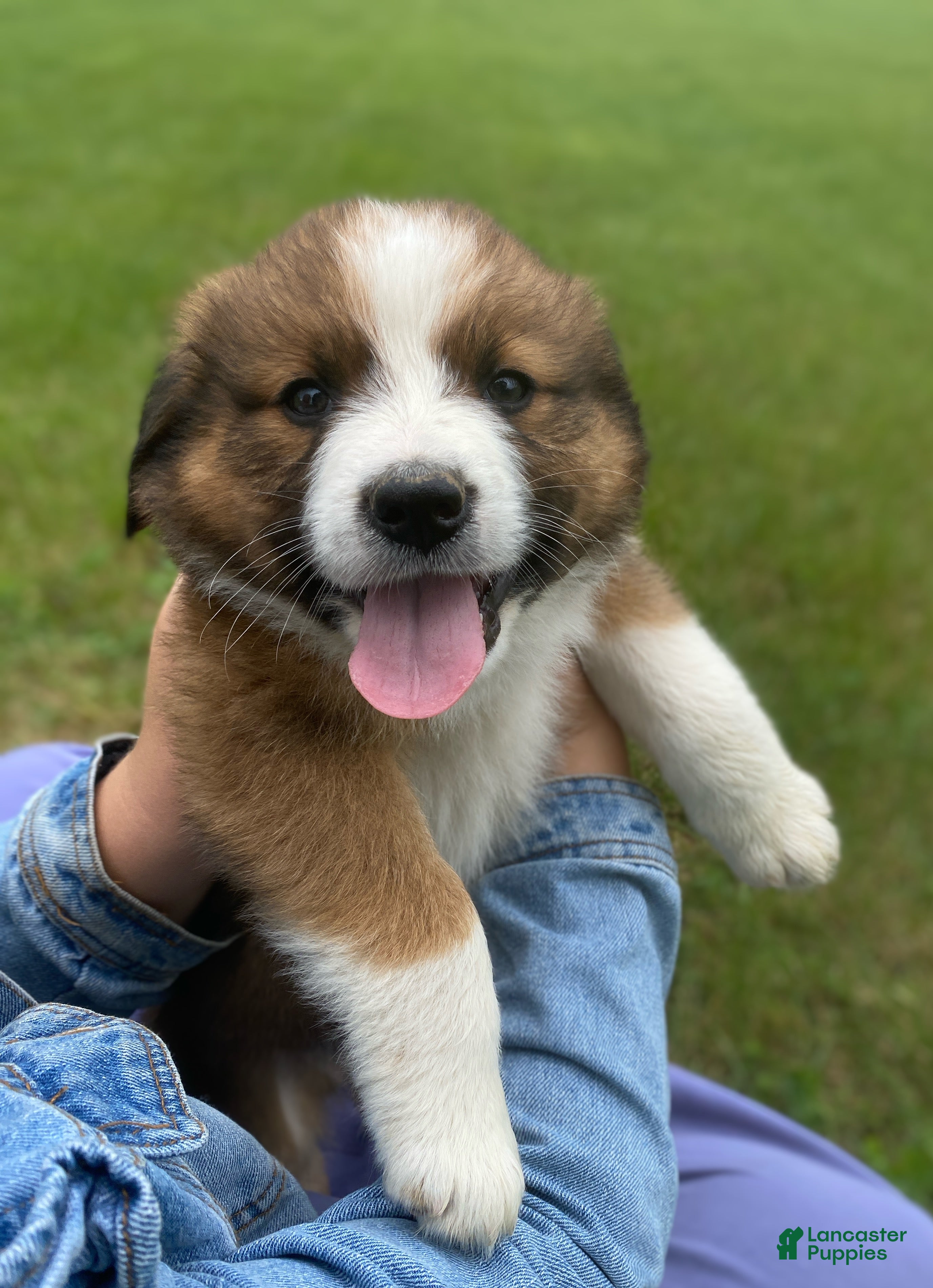 Mixed Breed dogs for sale: ♥️BABY BEAR♥️ - Ad 41