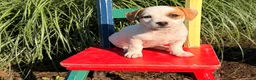 Jack Russell Terrier dogs for sale: Pansy - Ad 5