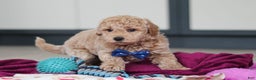 Mini Goldendoodle dogs for sale: Howie - Ad 9