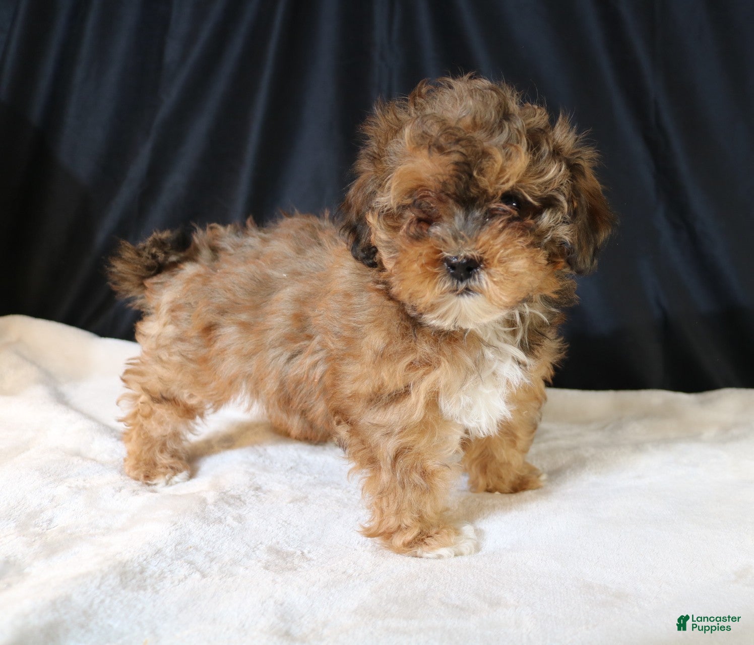 Shihpoo dogs Chloe - Ad 2