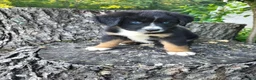 Mixed Breed dogs for sale: Leo - Ad 6