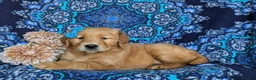 Golden Retriever dogs for sale: Mable - Ad 5