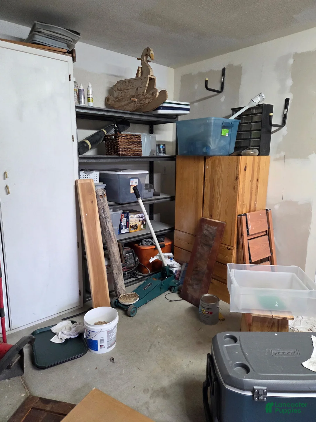 Mixed Breed dogs for sale: Dakota - Ad 5