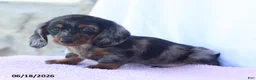 Miniature Dachshund dogs for sale: Dakota - Ad 5