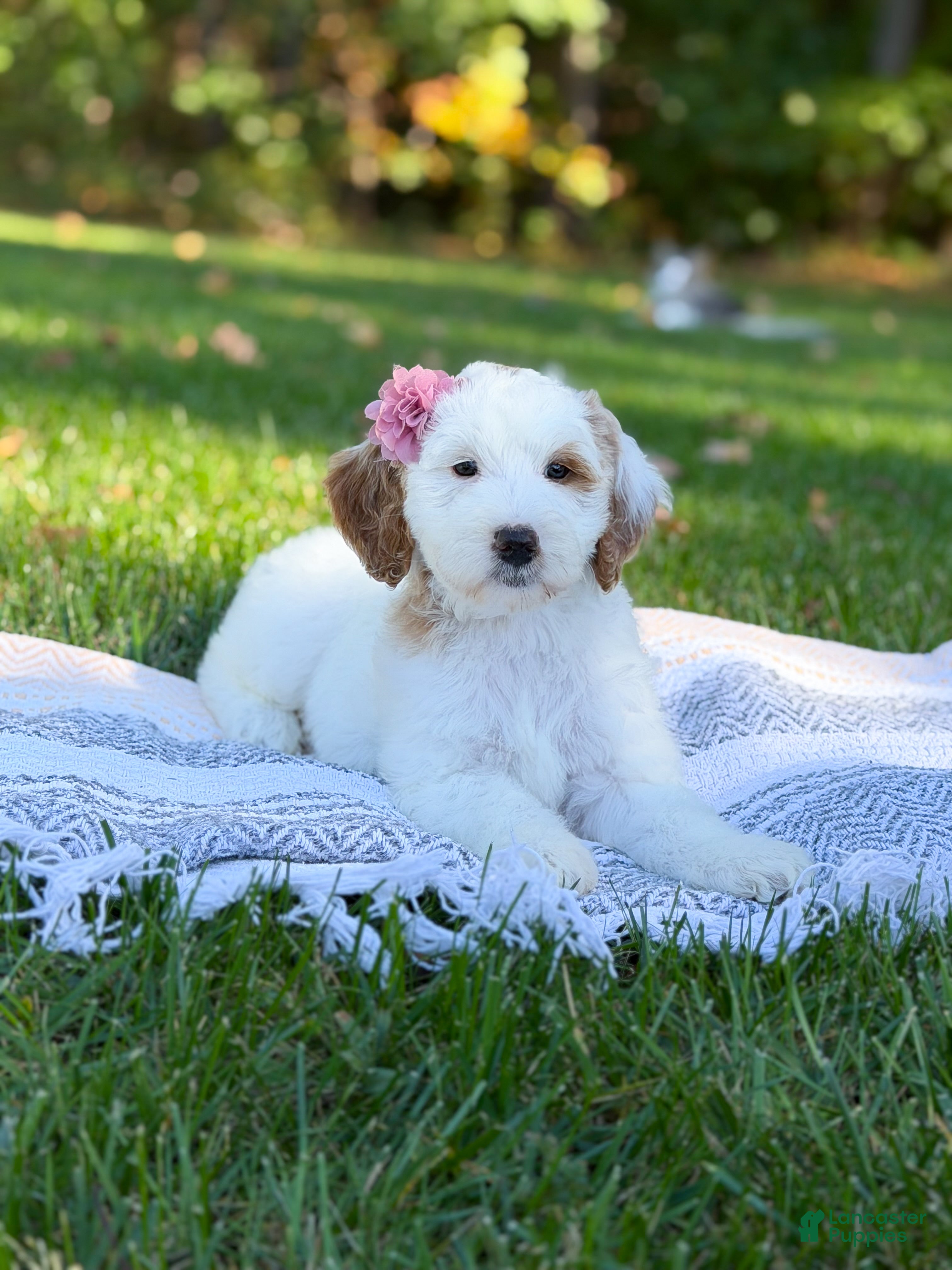 Goldendoodle dogs Hello I’m Skye🎀 - Ad 1