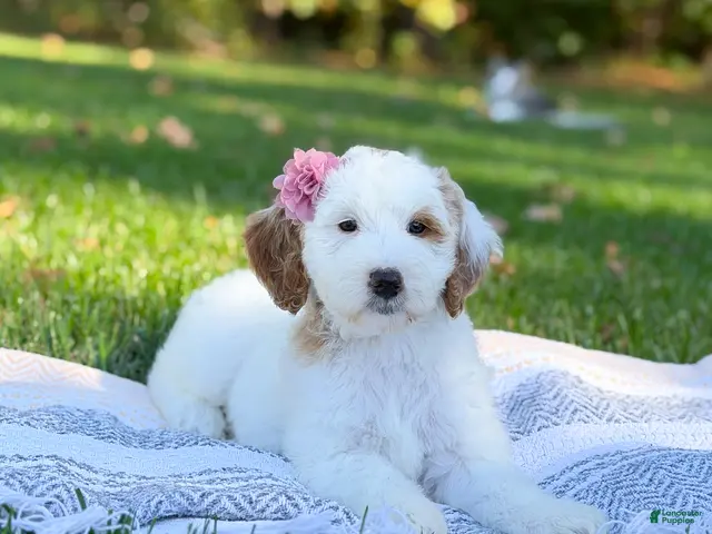 Goldendoodle dogs Hello I’m Skye🎀 - Ad 1